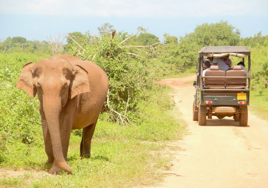 udawalawe safari jeep contact number